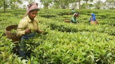 Tea factories workers exempted from working hours provisions in Assam